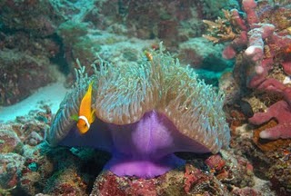 Anemonaypezpayaso Anemonaypezpayaso